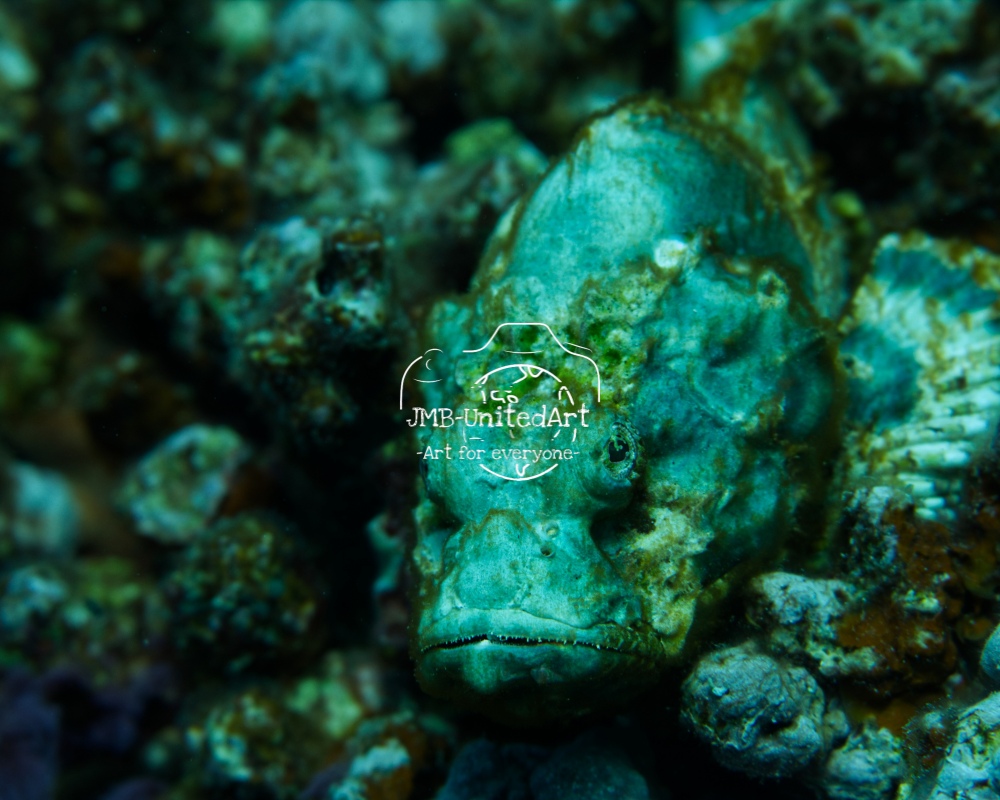 Green Scorpionfish 