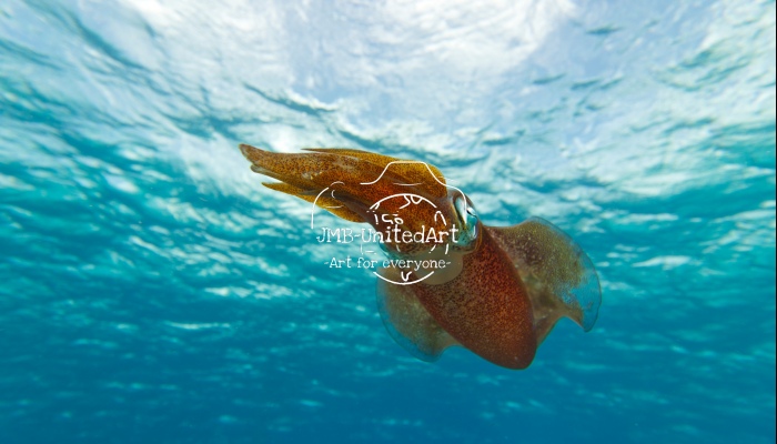 The Carribean Reef squid in action